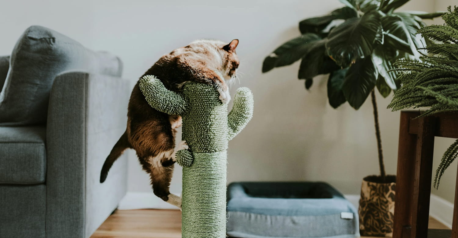 Large Pet Furniture